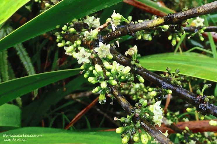 Geniostoma borbonicum - Bois de piment ou Bois de rat -( fleurs et boutons floraux ) Loganiaceae.endémique Réunion Maurice .P1031259