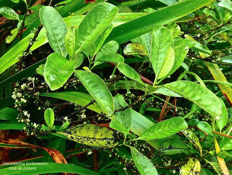Geniostoma borbonicum . bois de piment ou bois de rat .( rameau fleuri ).loganiaceae.endémique Réunion Maurice .P1031260