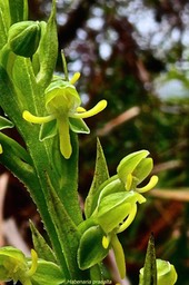 Habenaria praealta -( fleurs ) -orchidaceae.endémique Mascareignes -Madagascar.P1031505