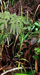 Habenaria praealta-orchidaceae-endémique Madagascar et Mascareignes P1031493