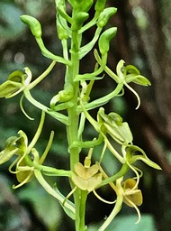 Liparis flavescens. (hampe florale .détail ) orchidaceae.IMG_8779