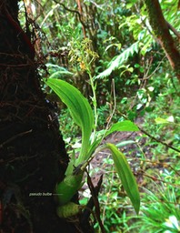 Liparis flavescens .orchidaceae.P1031472
