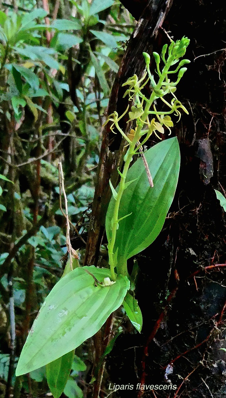 Liparis flavescens. orchidaceae.P1031470
