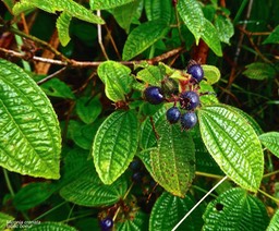 Miconia crenata. ( Clidemia hirta ) tabac boeuf. bonbon bleu. melastomataceae.espèce envahissante.P1031293