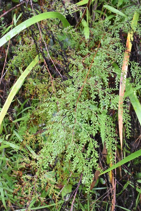 Odontosoria chinensis - Fougère dentelle - LINDSAEACEAE - Indigène Réunion 