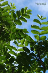 Polyscias repanda - Bois de papaye - Araliacée - endémique Réunion.P1031280