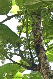 Polyscias repanda - Bois de papaye - Araliacée - endémique Réunion .P1031281