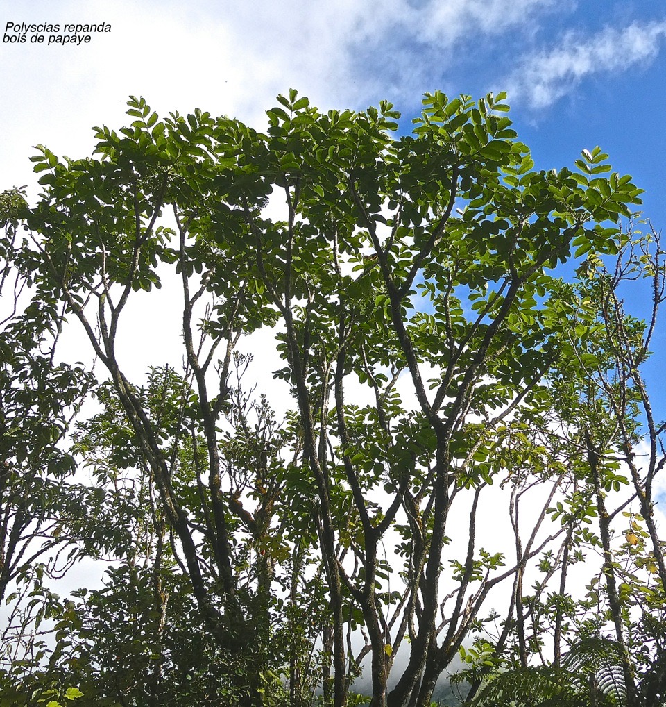 Polyscias repanda - Bois de papaye - Araliacée -endémique Réunion.P1031277