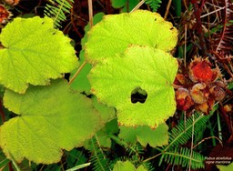 Rubus alceifolius.vigne marronne.raisin marron.rosaceae.espèce envahissante.P1031296
