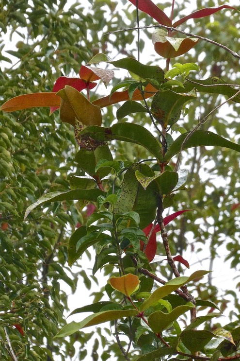 Syzygium cordemoyi - Bois de pomme à grandes feuilles - Myrtacée - endémique Réunion.P1031556