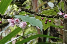 Syzygium cymosum - Bois de pomme rouge .( fleurs et boutons floraux  sur un rameau)- Myrtacée - endémique Réunion.P1031524