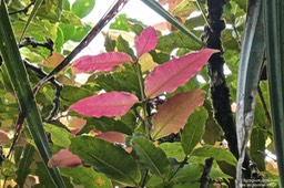 Syzygium cymosum - Bois de pomme rouge - Myrtacée - endémique Réunion.P1031476