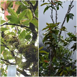 Syzygium cymosum (à gauche) cordemoyi (à droite) - Bois de pomme - MYRTACEAE - Endémique Réunion, Maurice, Endémique Réunion