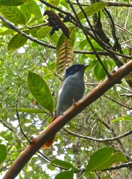Terpsiphone bourbonnensis.oiseau la vierge . chakouat.( jeune individu ) monarchidae .endémique Réunion.P1031463