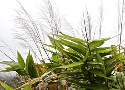 Thysanolaena latifolia. bambou balai.herbe du tigre. poaceae. potentiellemet envahissante .P1031304