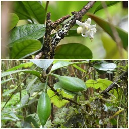Turraea cadetii - Bois de qivi - MELIACEAE - Endémique Réunion