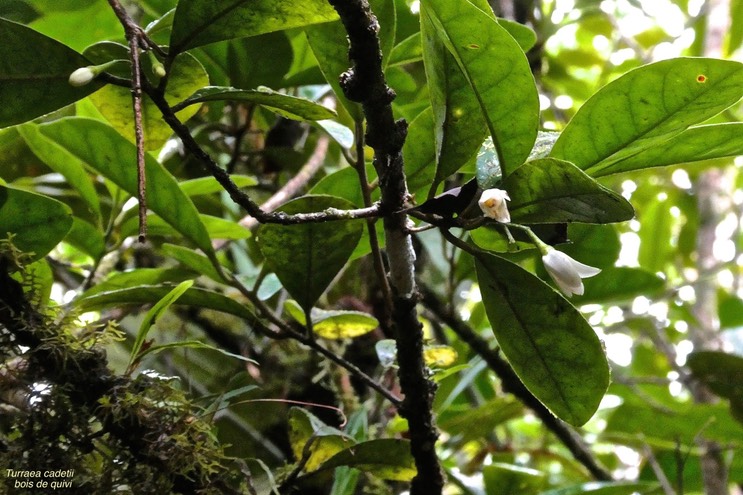 Turraea cadetii. bois de quivi.meliaceae. endémique Réunion.P1031343