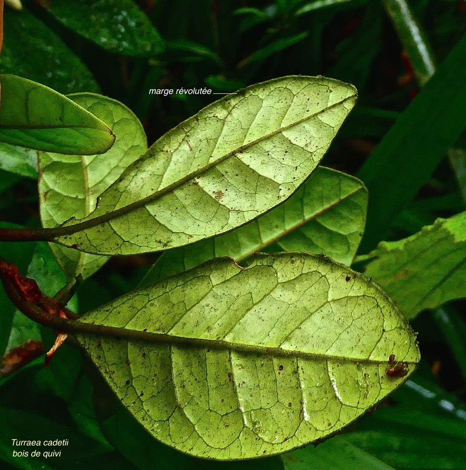 Turraea cadetii. bois de quivi. ( face inférieure des feuilles  ) . meliaceae.endémique Réunion.P1031364