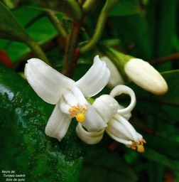 Turraea cadetii.bois  de quivi.( fleurs ). meliaceae .endémique Réunion. P1031362