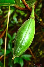 Turraea cadetii.bois de quivi. ( fruit ). meliaceae.endémique Réunion.P1031454