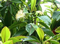 Foetidia mauritiana  bois puant P1340868