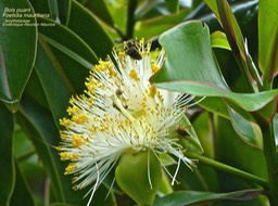 Foetidia mauritiana  Bois puant P1340866