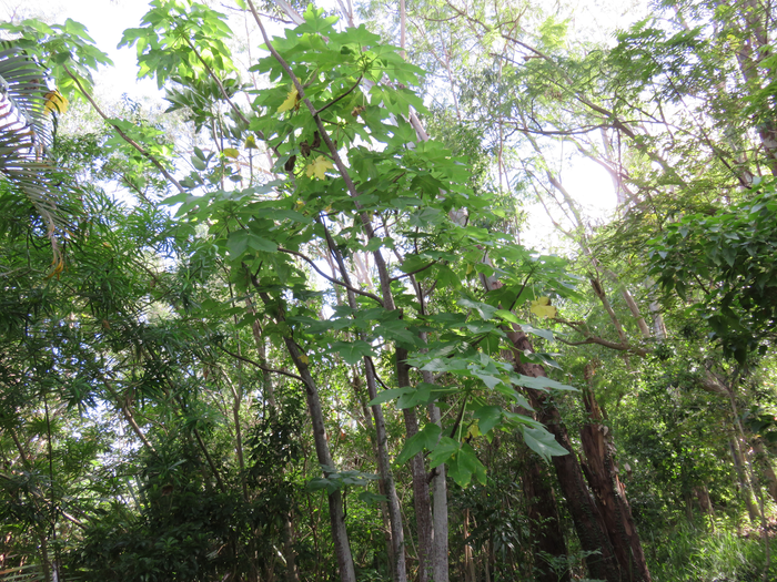 1 Obetia ficifolia - Bois d'Ortie - Urticacée - B