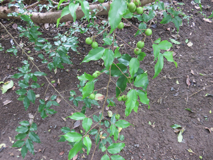 10 Flacourtia indica (Burm. f.) Merr. - Prune malgache - Salicaceae - Exotique