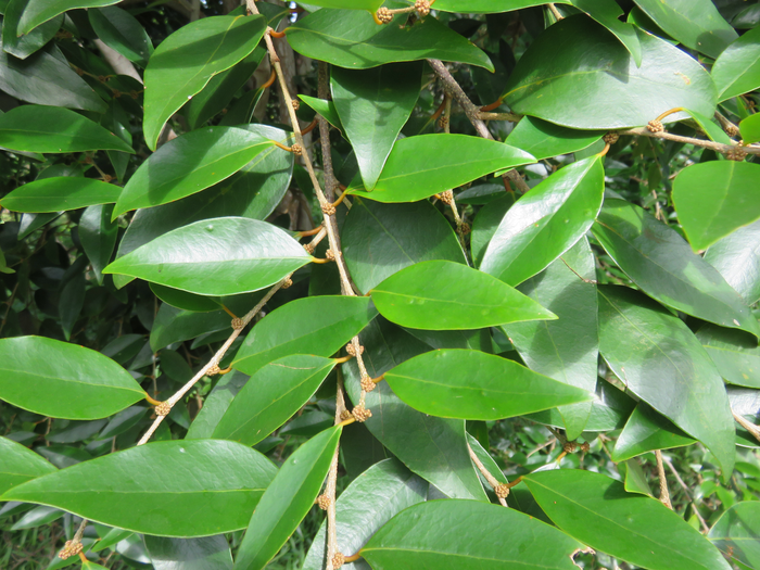 12 Securinega durissima - Bois dur/Corce rouge/Bois de pêche marron - Euphorbiacées > Phyllanthaceae- Indigène à La Réunion, à Maurice, à Madagascar