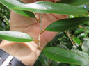 13 Securinega durissima - Bois dur/Corce rouge/Bois de pêche marron - Euphorbiacées > Phyllanthaceae- Indigène à La Réunion, à Maurice, à Madagascar