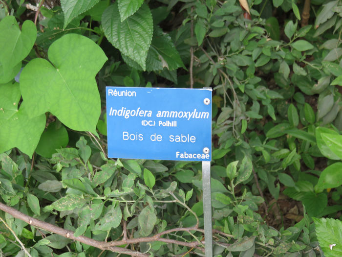 16 Indigofera ammoxylum  (DC.) Polhill - Bois de sable - Fabaceae -Endémique Réunion