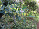 17 Indigofera ammoxylum  (DC.) Polhill - Bois de sable - Fabaceae -Endémique Réunion