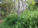 19 Poupartia borbonica - Bois blanc rouge Bois de Poupart - Zévi marron - Anacardiaceae - Endémique Mascareignes