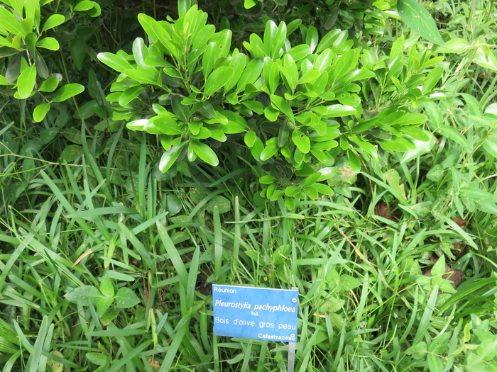 20 Pleurostylia pachyphloea - Bois d'olive gros peau - Célastracée - B
