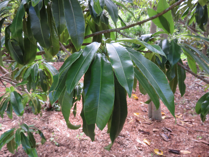 21 Sideroxylon imbricarioides ou Sideroxylon majus - Bois de fer - Sapotaceae