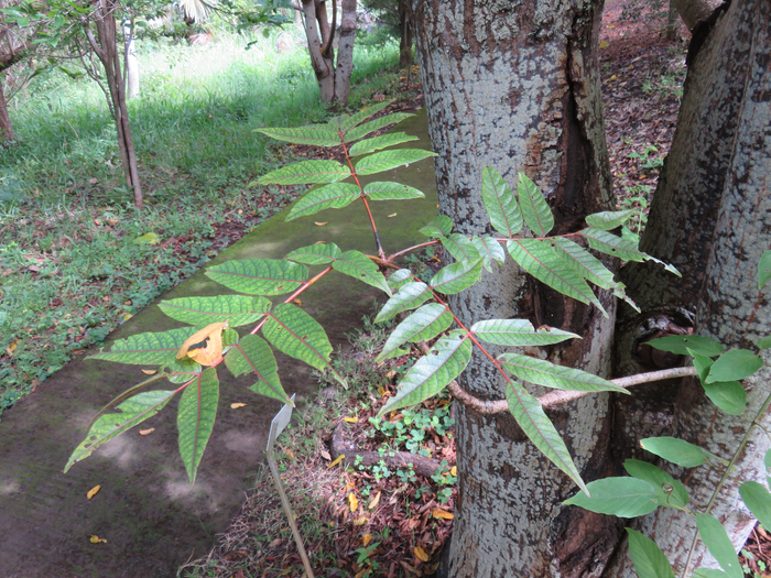 22 Poupartia borbonica - Bois blanc rouge Bois de Poupart - Zévi marron - Anacardiaceae - Endémique Mascareignes