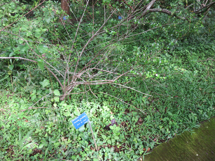 23 Fernelia buxifolia Lam. - Bois de buis - Rubiaceae - Endémique des Mascareignes