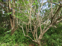 24 Volkameria heterophylla - Bois de chenilles - Lamiaceae - Endémique La Réunion et île Maurice