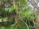 25 Volkameria heterophylla - Bois de chenilles - Lamiaceae - Endémique La Réunion et île Maurice