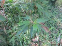 4 Hibiscus boryanus - Foulsapatte marron- Malvacée- B