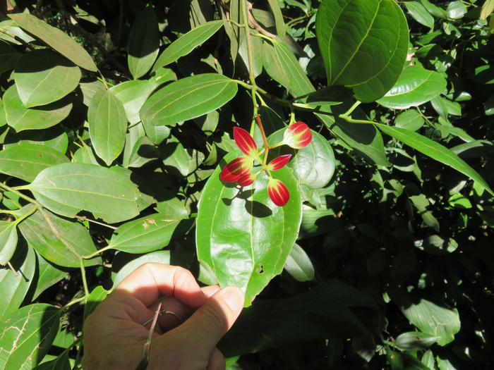 5 Cinnamomum verum J. Presl. - Cannelier de Ceylan. - Lauraceae - Sri Lanka