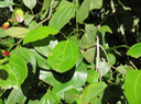 6 Cinnamomum verum J. Presl. - Cannelier de Ceylan. - Lauraceae - Sri Lanka