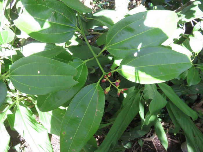 7 Cinnamomum verum J. Presl. - Cannelier de Ceylan. - Lauraceae - Sri Lanka