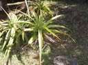10 Aloe macra Mazambron marron DSC00421