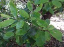 13 2 Cassine orientalis Bois rouge Feuilles DSC00430