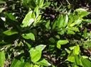 13 3 Cassine orientalis Bois rouge DSC00438