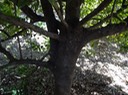13 5 Cassine orientalis Bois Rouge Tronc DSC00429
