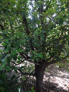 13 1 Cassine orientalis Bois rouge DSC00428