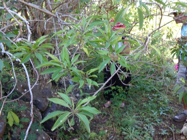 14 1 Clerodendron heterophyllum Bois de chenille DSC00417