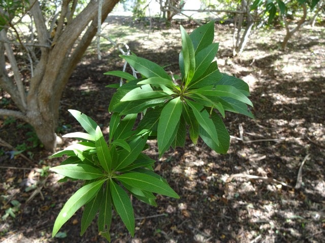 14 2 Clerodendron heterophyllum Bois de chenille DSC00530